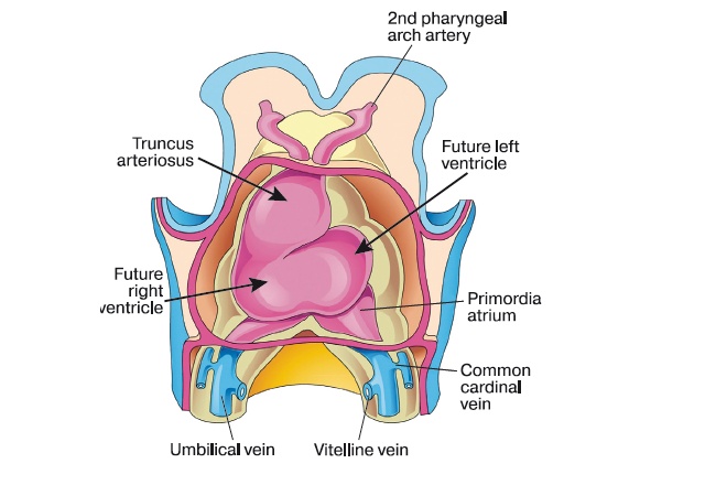 Оба желудочка сердца и артериальный ствол (стрелки) формируются из одного участка первичной аорты, так называемого аортального мешка