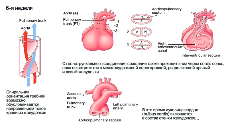 Процесс разделения общего артериального ствола на аорту и легочный ствол