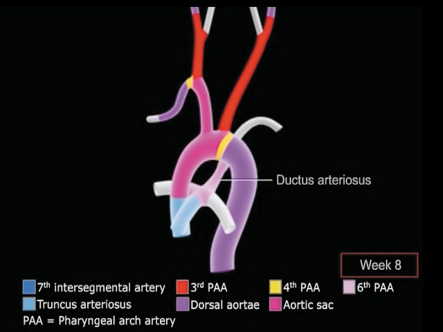 Соответствующими цветами окрашены части уже сформированной аорты, ее ветвей, легочного ствола, легочных артерий и боталлова протока